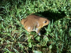 Uperodon globulosus