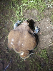 Uperodon globulosus
