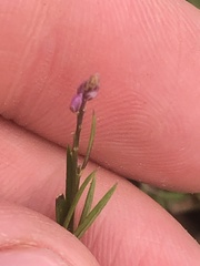 Polygala verticillata