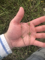 Polygala verticillata