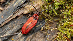 Lopheros rubens