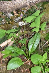 Erythronium revolutum