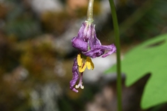 Erythronium revolutum