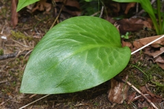 Erythronium revolutum