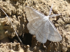 Perconia strigillaria