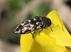 Acmaeodera bowditchi
