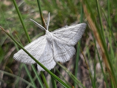 Perconia strigillaria