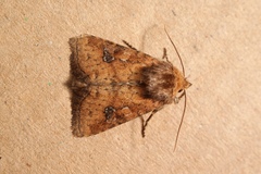 Atypha pulmonaris