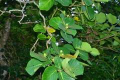 Neonauclea reticulata