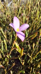 Lachnaea uniflora