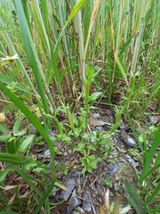 Legousia hybrida