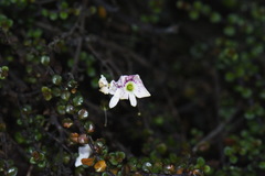 Veronica decora