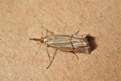 Chrysocrambus dentuellus