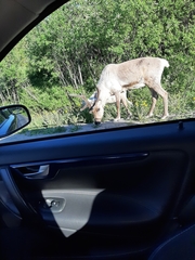 Rangifer tarandus domesticus