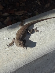Sceloporus occidentalis