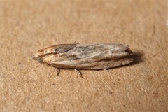 Eucosma cana