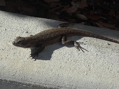 Sceloporus occidentalis