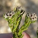 Phylica diosmoides - Photo (c) Dave U, algunos derechos reservados (CC BY), subido por Dave U