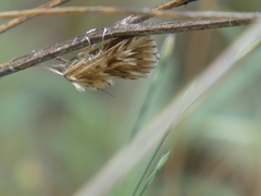 Cynaeda dentalis
