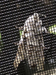 Prionoxystus macmurtrei