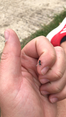 Chrysopilus cristatus