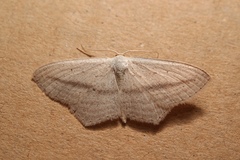 Scopula emutaria