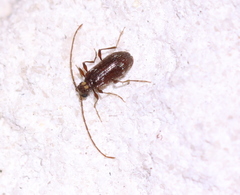 Ptinus raptor