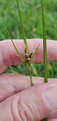 Scleria ciliata