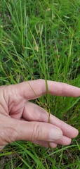 Scleria ciliata