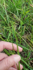 Scleria ciliata