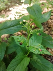 Scrophularia nodosa