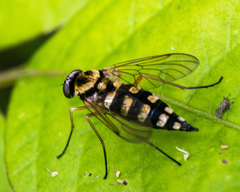 Chrysopilus ornatus