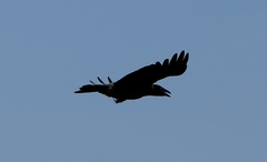 Corvus cornix