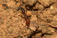 Anochetus