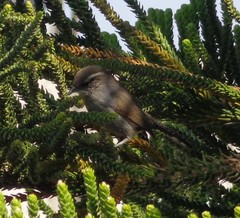 Thryomanes bewickii