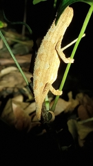 Rieppeleon kerstenii