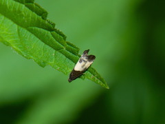 Notocelia cynosbatella
