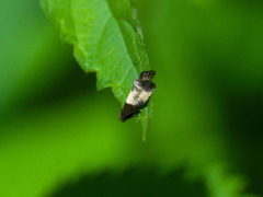 Notocelia cynosbatella