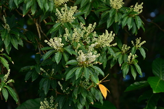 Elaeocarpus angustifolius