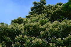 Elaeocarpus angustifolius