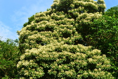 Elaeocarpus angustifolius