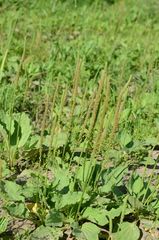 Plantago major