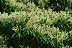 Elaeocarpus angustifolius