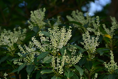 Elaeocarpus angustifolius