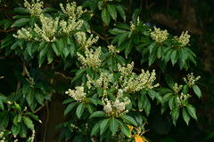 Elaeocarpus angustifolius