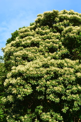 Elaeocarpus angustifolius