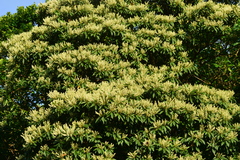 Elaeocarpus angustifolius