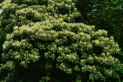 Elaeocarpus angustifolius
