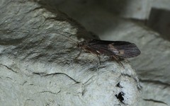 Neureclipsis bimaculata