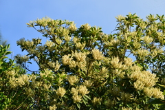 Elaeocarpus angustifolius